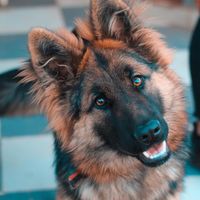german_shepherd_31