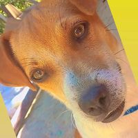 cachorrinhotheo_oficial