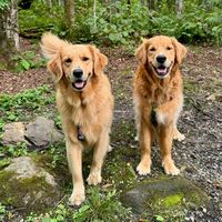 vermontgoldenlife