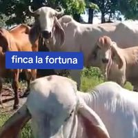 finca.la.fortuna20