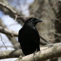 crowdsofcrows