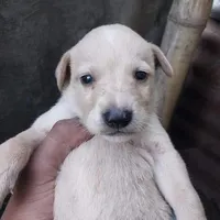 original sound - chenchis14