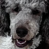 bloghotdog