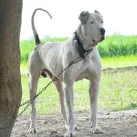 original sound - dogslover570