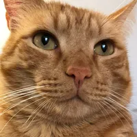 original sound - arturoeisuoiamici