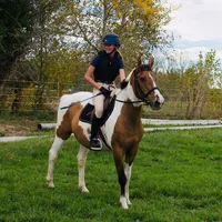 original sound - bcs_equestrian