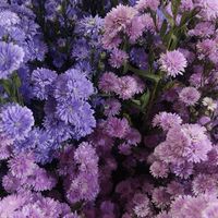 suara asli - siram🦋