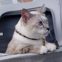 เสียงต้นฉบับ - White