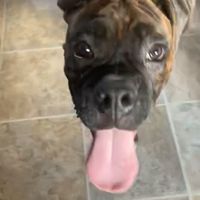freak.dog.discipl