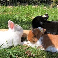 kaninchen_suchti2