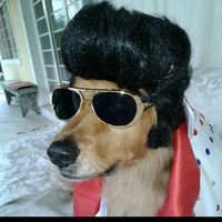 videosengracados8726