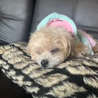 original sound - marycamacho3311