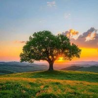 som original - Fale de vida