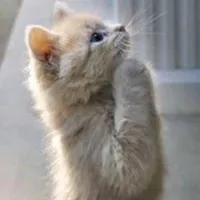 go wrong by johnny mizenko