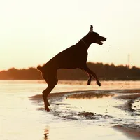 original sound - dober.granda