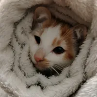 original sound - juancarlosgonz025