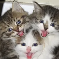 original sound - best.world.animal