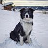 oslothebordercollie