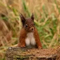 original sound - vida19pm