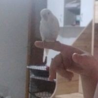 miniksakir