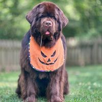 mybrownnewfies