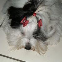 patriciaaraujocos2