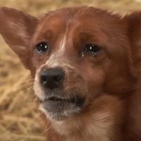 som original - Sad dog