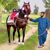 الصوت الأصلي