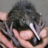 original sound - Void