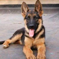 kinddog0