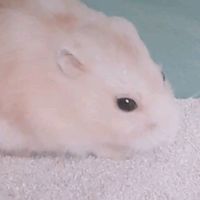 hamster.sachen