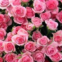 original sound - user876431