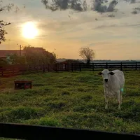 original sound - sertanejo_antigao09