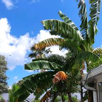 thepalmtreewithbananas