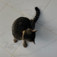 nhddot