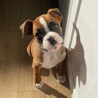kinglouietheboxer