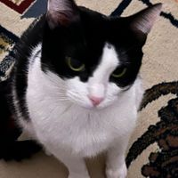 loveforkittys