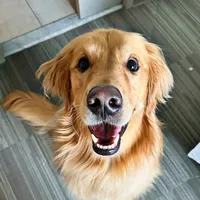 Dog Tribute Thehomeprojectguy