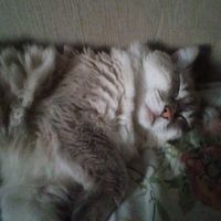 mari_cria00