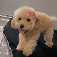 nala.theecockapoo