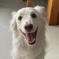 original sound - danteysushermanas