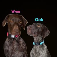 wren_oak_gsp