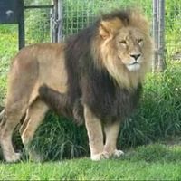 amhara.big.king