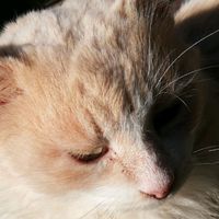 idontwannatellyouthenick