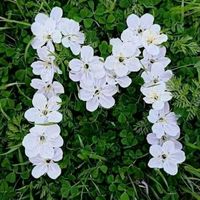 maryam_mhd3