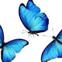.butterfly.07