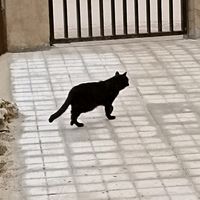 potaxio_35