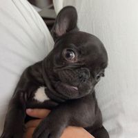 mabelthesffrenchie