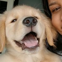 murphy.golden