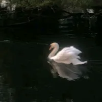 original sound - jenn_musix